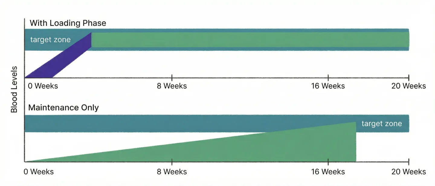 Infographic comparing loading phase vs maintenance-only timelines for reaching target blood levels